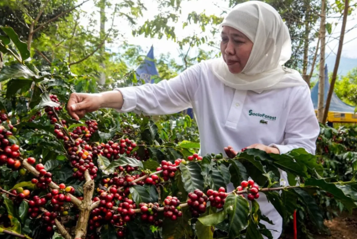 Menggaungkan kembali "Bondowoso Republik Kopi"